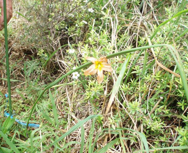 Cape tulip has the potential to establish dense colonies over wide areas of pasture. Photo:...