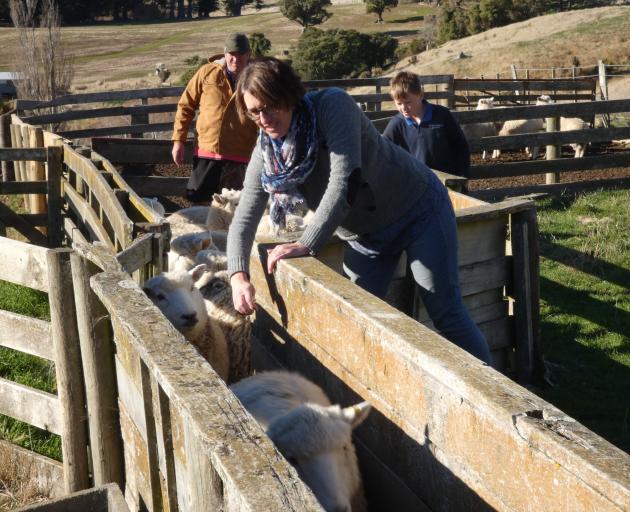 Glen and Rachael Court work with son, Max, to pick out tail enders ready to leave Glencairn,...