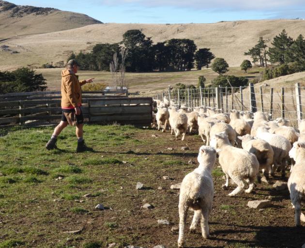 Glen Court believes strong farm and family ties at Pigeon Bay explain why his wife, Rachael’s...