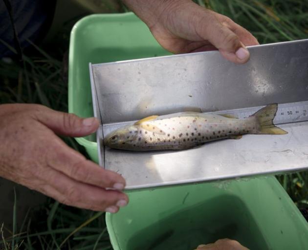 About 200 captured trout were put into buckets, measured, and safely relocated downstream.