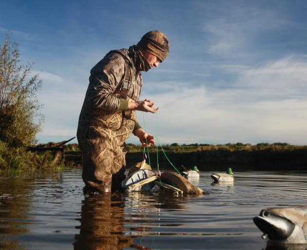 A duck-shooter sets up duck decoys on a pond. PHOTO: FILE