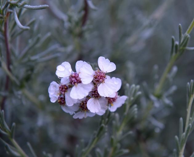Eriocephalus africanus is in flower in the South African plant collection in the Dunedin Botanic...