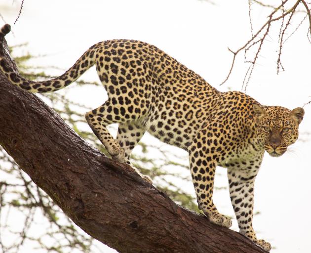 A leopard comes down from a tree in Samburu National Reserve, Kenya. PHOTO: CORBIS VIA GETTY IMAGES