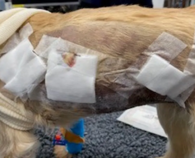Kippa's injuries were extensive and painful, a vet says. Photo: Supplied / Barbara Wright