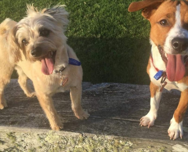 Kippa and Hugo. Photo: Supplied / Barbara Wright