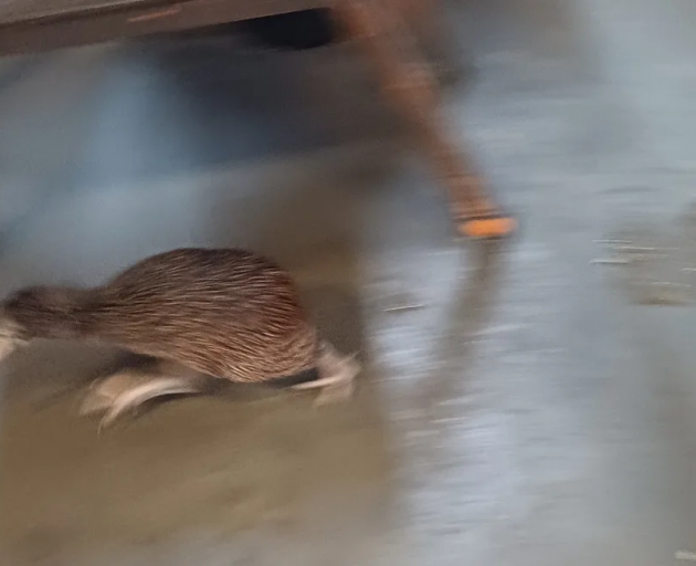 Lucas James was first alerted to the visitor when he heard its claws on the workshop’s concrete...