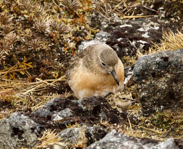 The Southern New Zealand dotterel is critically endangered, with just 101 birds left at last...
