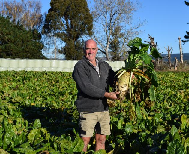 Berwick dairy farmer Mark McLennan took the top honour for his fodder beet crop at the 2024...