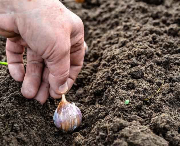Leave the tips above the soil when planting garlic. Photo: supplied