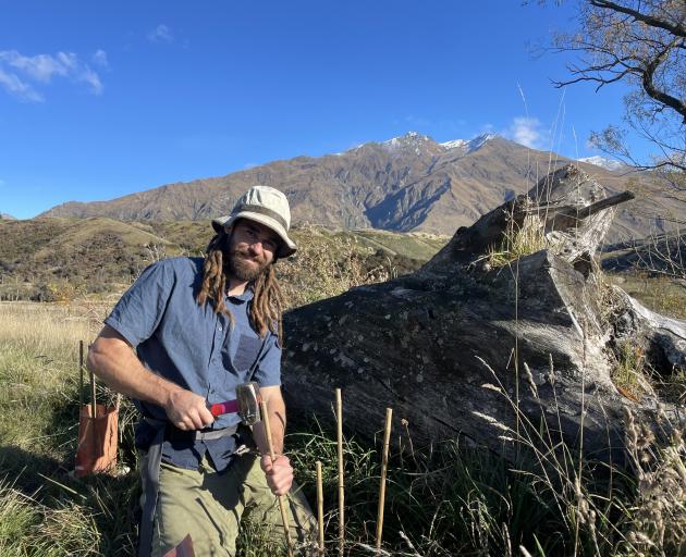 Wānaka Catchment Group’s Wai Ora project manager Tom Allen sets up guards for the native plants...