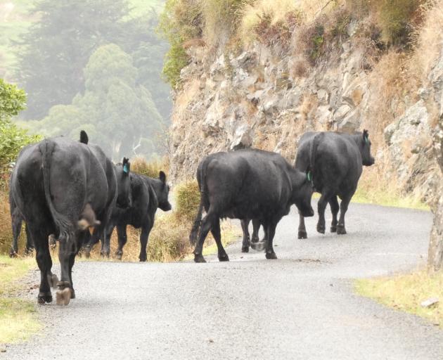 Beef farmers face heftier sustainability expectations with customers unwilling to pay at this...