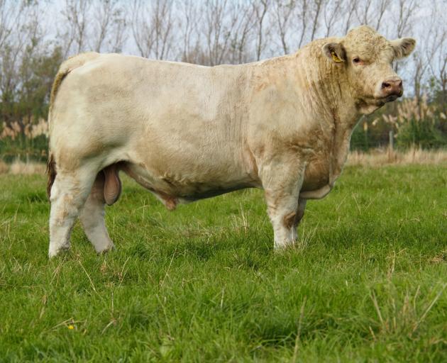 Silverstream Charolais' Lot 18 was sold to Rimu Partnership for $24,000. PHOTO: SUPPLIED
