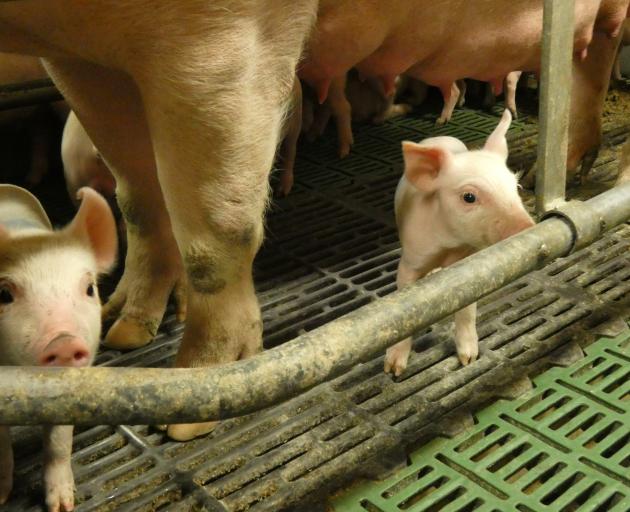 Proposals to ban farrowing crates are making pig farmers nervous about expanding piggeries. PHOTO...