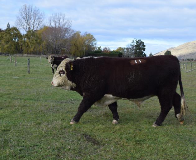 Bull Limehills Throne 220671 sold for the top price of $16,000 at Limehill Polled Herefords 45th...