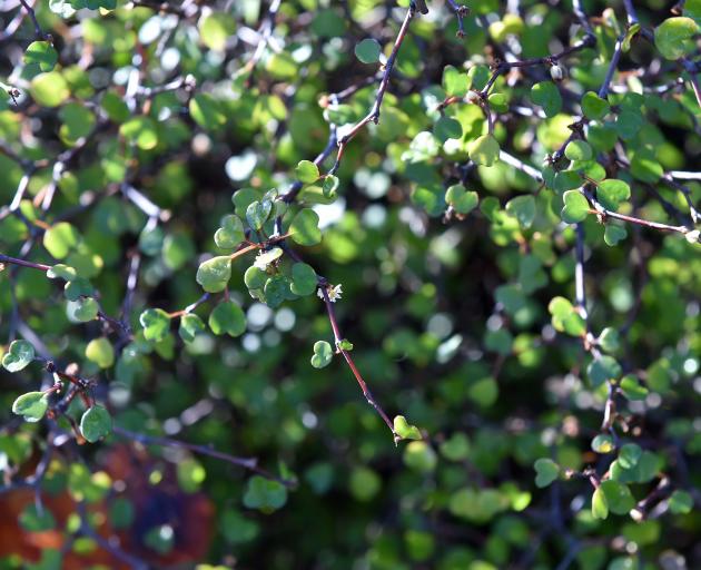 Muehlenbeckia astonii at the Dunedin Botanic Garden. PHOTO: LINDA ROBERTSON