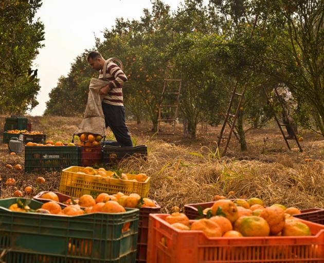 Workers fill baskets of oranges in Brazil. PHOTO: GETTY IMAGES