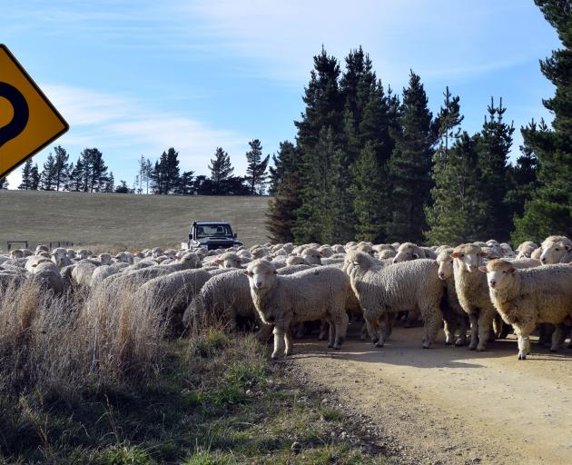 John Duncan, of Craigneuk, moves hoggets to a swede paddock in Gimmerburn, about 25km drive...