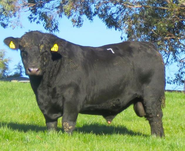 Angus bull Fossil Creek Trooper T013 fetched the top price of $15,000 at the 24th annual Fossil...
