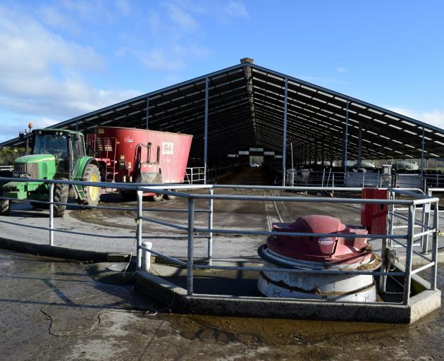 An automatic feed pusher makes work easier in a freestall barn on Riverside dairy farm, near Gore.