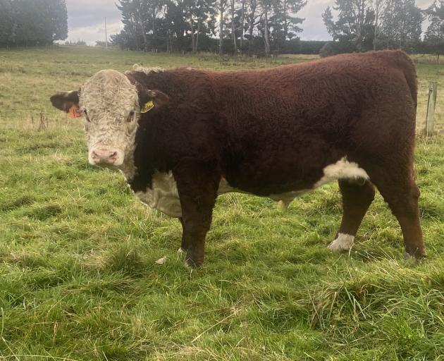 Hereford bull Monymusk Resolution 220204 (above left) sold for $22,000 at Monymusk Hereford in Te...