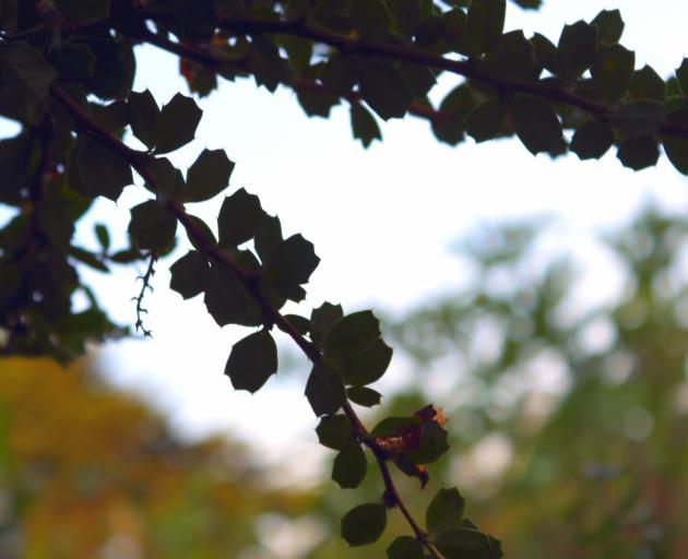 The spiked leaves of Darwin’s barberry mean it is not consumed by pests or livestock.