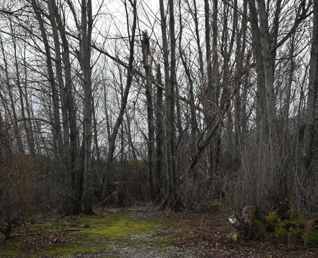 Dead poplars at Beacon Point.