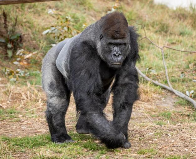 A gorilla at Orana Wildlife Park. Photo: File image / RNZ / Nate McKinnon