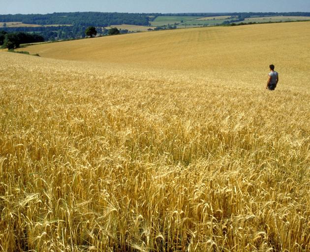 Temperatures in the 30’s and 42 days without rain in November and December took its toll on grain...