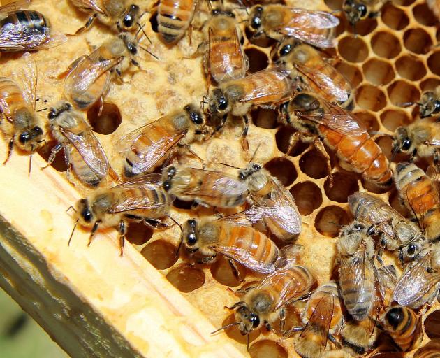The queen bee (right of centre) spends much of her time examining cells through the colony among...