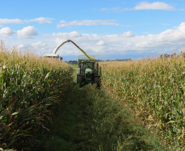 An oversupply of maize led to lower prices. PHOTO: ALLIED PRESS FILES