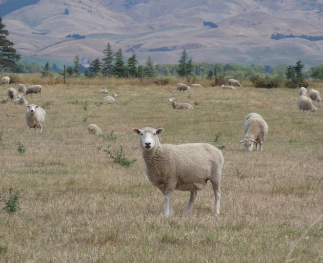 Sheep farmers need more rain to follow winter storms after a long dry spell in North Canterbury...