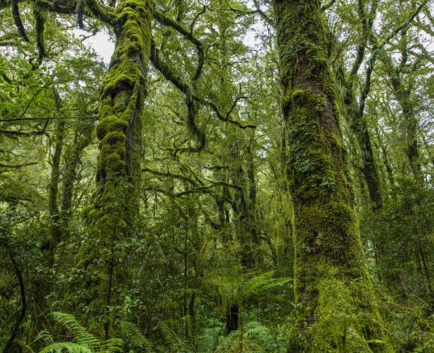 Rainforest at Milford Sound. PHOTOS: ODT FILES