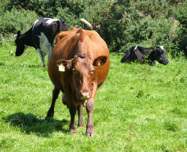 Some of the main changes and the impact on nitrogen loss, production and profit were shared at a...