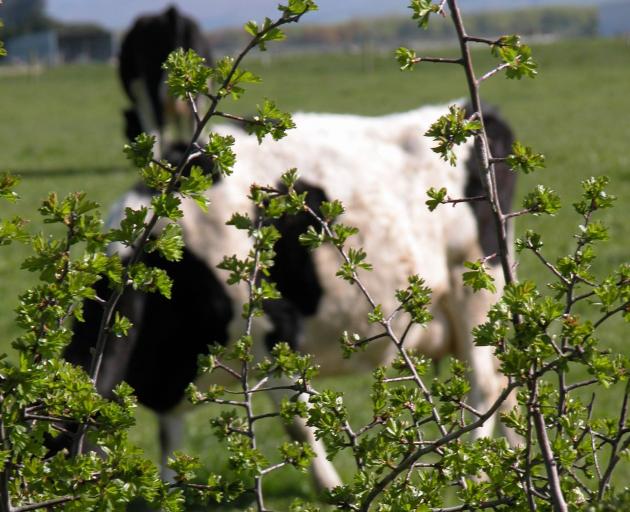 The dairy industry is looking at ways of mitigating dairy cows' greenhouse gas production. Photo: Southern Rural Life files