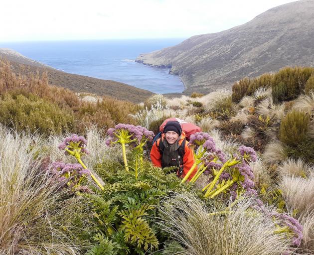 Albert Town artist Chrissy Wickes sits among giant herbs growing on Campbell Island. PHOTO: PETER...