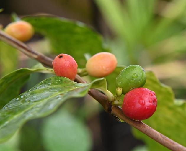 Arabica coffee beans, growing at the Dunedin Botanic Garden. PHOTO: LINDA ROBERTSON
