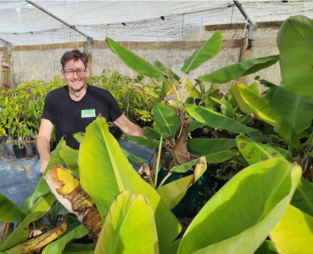 Aaron at his nursery in beautiful Doubtless Bay. Photo: RNZ