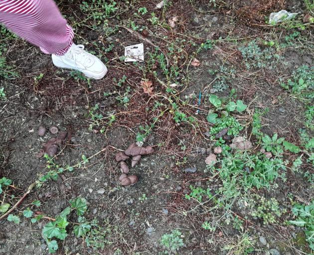 A pile of dog poo at the back of the Thames St stores.