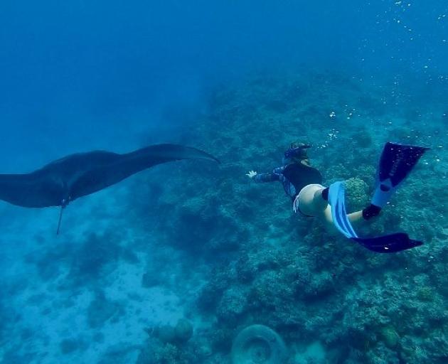 Manta moment . . . Rosa Herlihy swims with manta rays in Kadavu Islands, Fiji.