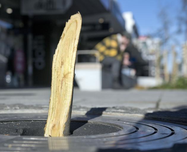 One of three beech trees snapped in George St in an act of apparent vandalism. The Dunedin City...