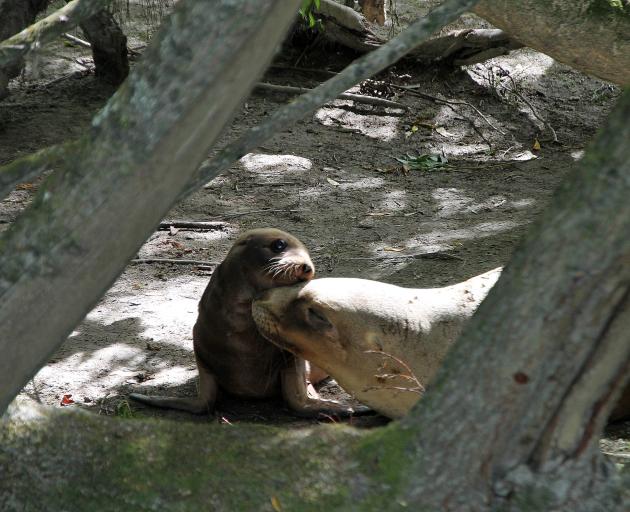 A sea lion pup and her mother, Jade, made headlines in February when they were discovered 60km...