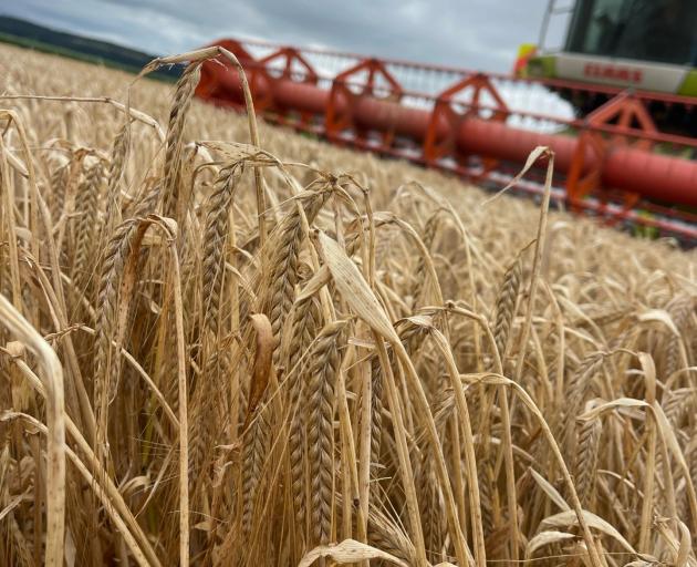 Peter Hewson’s work was acknowledged last month when he was named Cereal Grower of the Year at...