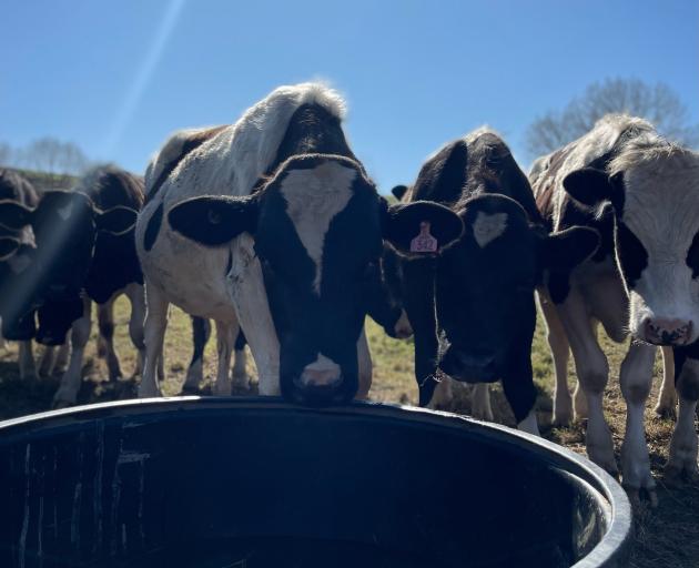 The Hewson family brings in 150 Friesian bulls at 100kg each year in October, half of them will...