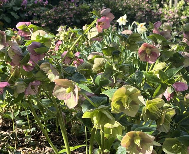 Bannerman Park’s springtime display of hellebores is among the best in the country.