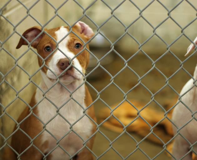 In the last financial year, 2023-24, the council dealt with nine unclaimed dogs in the pound....