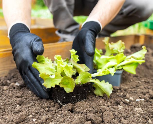 Lettuce can be planted from now on. PHOTO: GETTY IMAGES