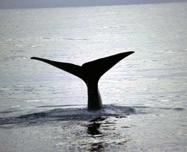 A whale off the Kaikōura coast. Photo: RNZ