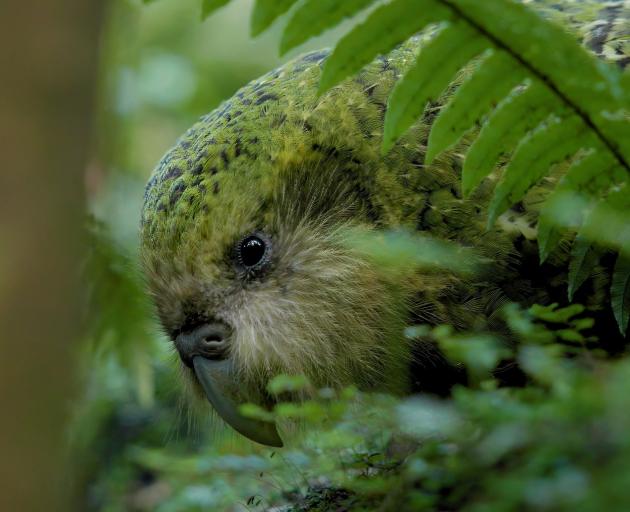 Ōtepoti the kākāpō was found underweight and unwell at his scheduled health check. PHOTO: KARL...