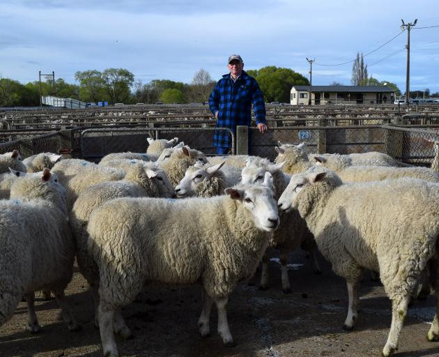 John Bayne, of Dunedin, and ewe lambs he offered at Balclutha Saleyards last week. PHOTO: SHAWN...