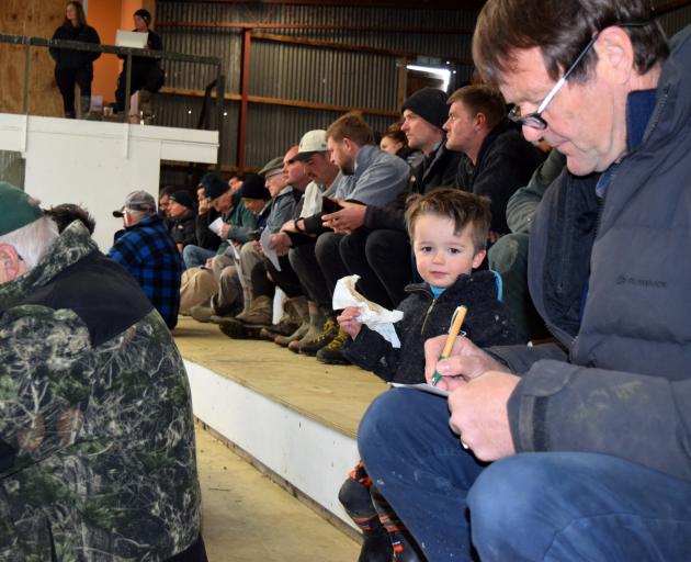 Keeping the stock moving at the Balclutha Spring Cattle Sale last week is drover Mark "Pies"...